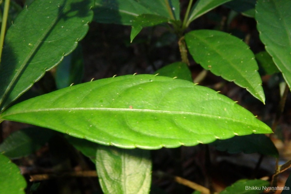 Impatiens cornigera Arn.